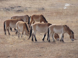 Prezewalski's Wild Horses, Winter Coats, Khentii